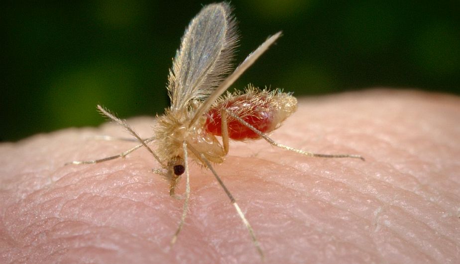 OMS Cinco insectos comunes que transmiten enfermedades mortales Asociación Civil HUK VIDA OMS Cinco insectos comunes que transmiten enfermedades mortales Asociación Civil HUK VIDA