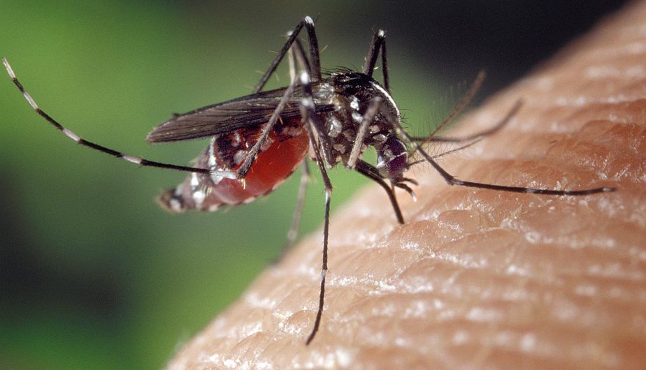 OMS Cinco insectos comunes que transmiten enfermedades mortales Asociación Civil HUK VIDA OMS Cinco insectos comunes que transmiten enfermedades mortales Asociación Civil HUK VIDA